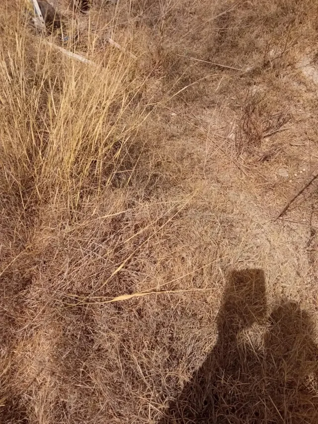Parcela Rústica de 3.700m2 con Agua de Riego a 4,5 km de Mutxamel y a 9 km de la Playa — 14
