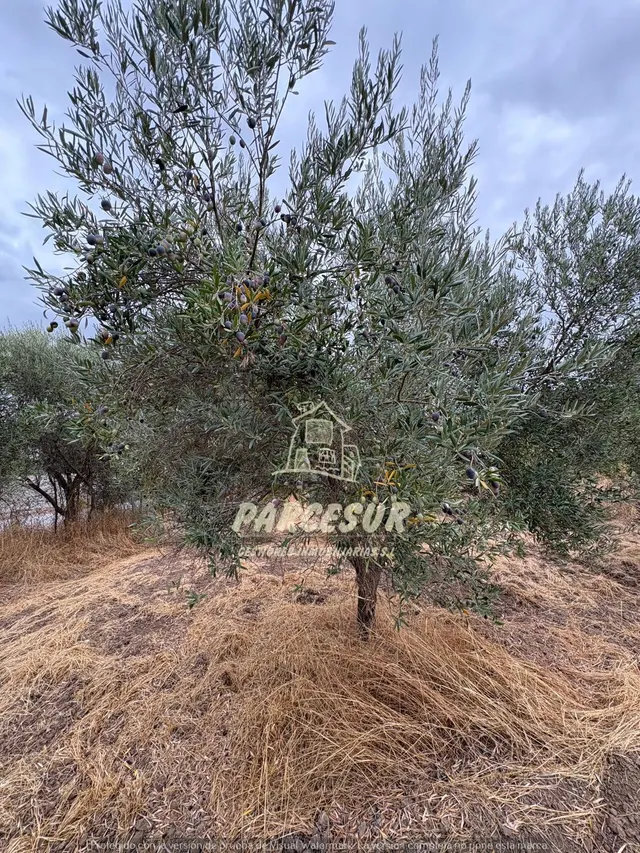 Encantadora Casa de Campo en Crta. Aeropuerto, Córdoba por solo €80,000 — 30