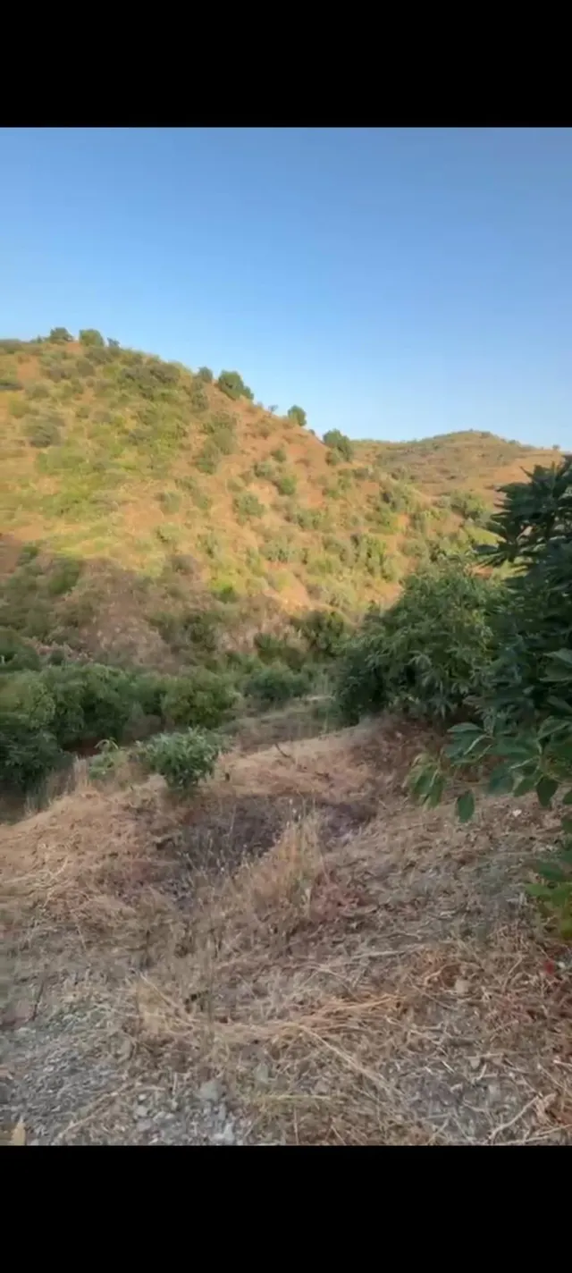 EN VENTA: MAGNÍFICA FINCA RÚSTICA DE MANGOS EN LA AXARQUÍA ( - foto 4