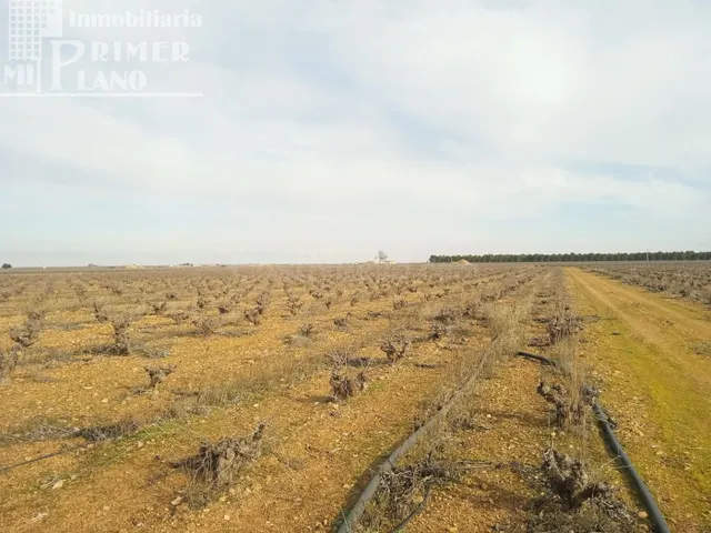 Se venden 7,4 hectareas de viña airen de regadio con pozo de - foto 3
