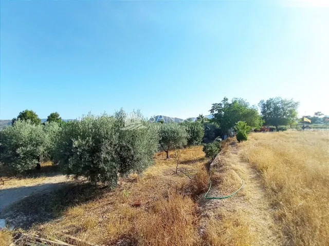 VENTA DE PARCELA ENTRE LA ROMANA Y ASPE — 19