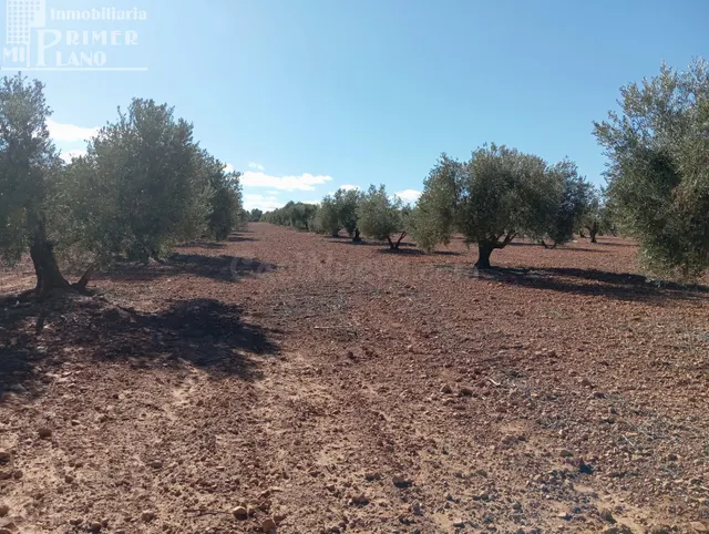 Venta de Finca Rústica de Olivos en Argamasilla de Alba – Ex - foto 3