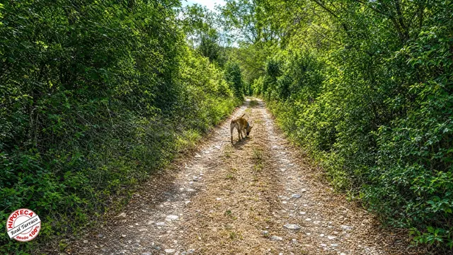 El rincón que buscabas en las Montañas de Prades: 3 fincas a - foto 4