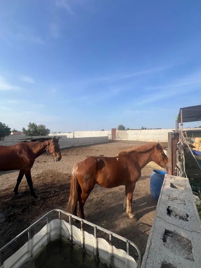 GRAN FINCA EN LAS CUEVAS DEL NORTE - foto 3
