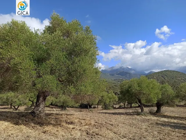 CASA CON PARCELA  EN LA SIERRA DE CADIZ -EL BOSQUE — 31