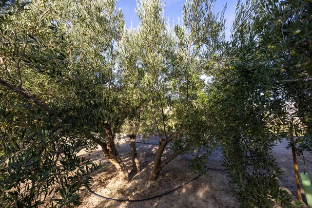 ¡Oportunidad única! Dos Fincas rústicas de mas de 15.000 m2 en total en Pinos del Valle. VENTA JUNTAS O SEPARADAS — 16