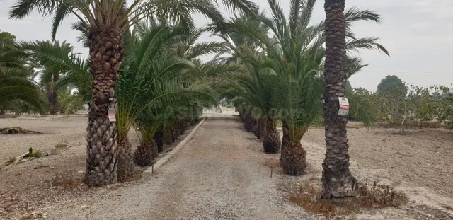 Casa de Campo a 7 Km. de Orihuela ,de 292 metros cuadrados - foto 5