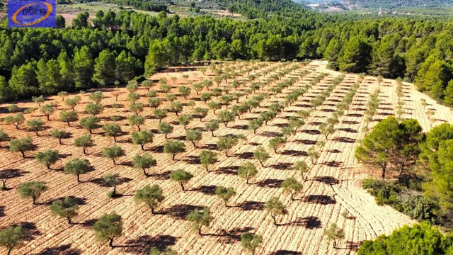 EN VENTA FINCA DE VIÑEDOS EN COFRENTES DE 209 HECTAREAS - foto 4