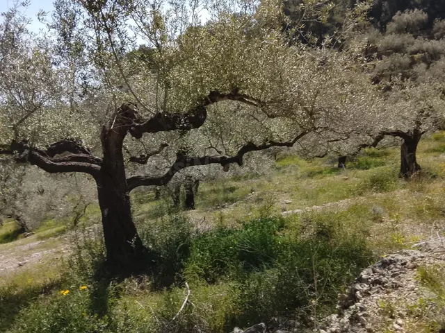 Oportunidad Única: Finca Rústica en L'Aldea por €52,000 - foto 2