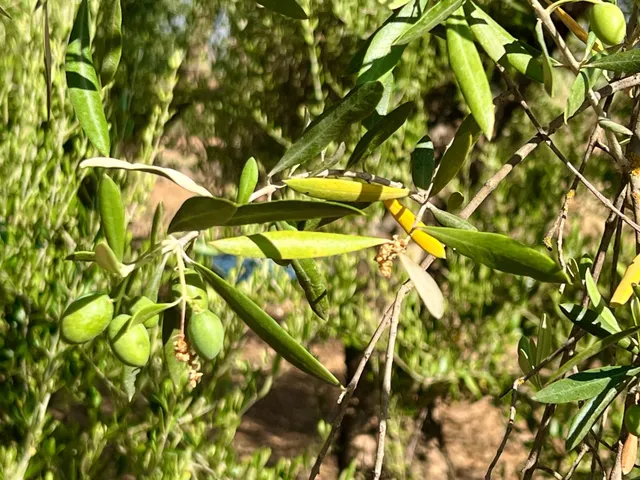 ALBOLOTE - PANTANO CUBILLAS — 31