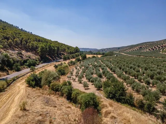 GRAN OPORTUNIDAD !!!! OLIVAR EN VENTA..... - foto 4