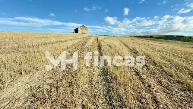 Fincas agrícolas en El Palmar de Troya y Utrera – Tierra cal