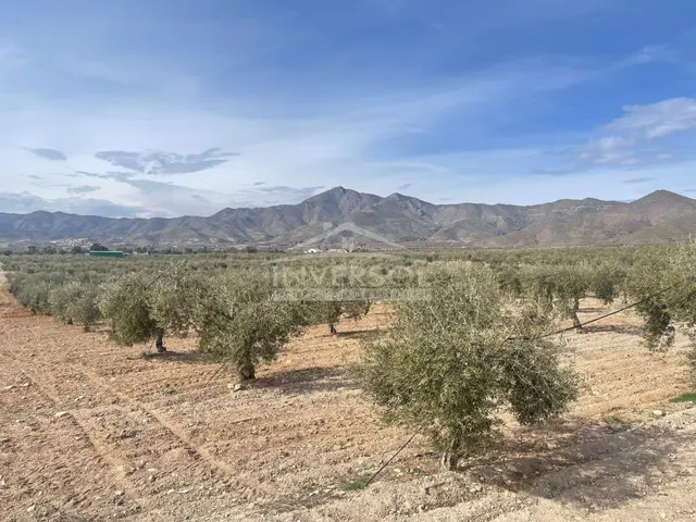 FINCA DE OLIVOS EN ULEILA DEL CAMPO - foto 2