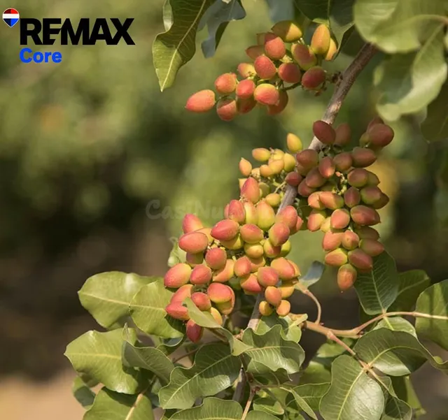 Finca de regadío de 174 ha con concesión oficial de agua — R - foto 2