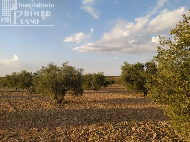 Se vende finca rustica destinada a olivo, la finca cuenta co