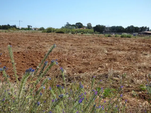 Terreno rural en venta - La Pedrera-Vessanes - foto 3