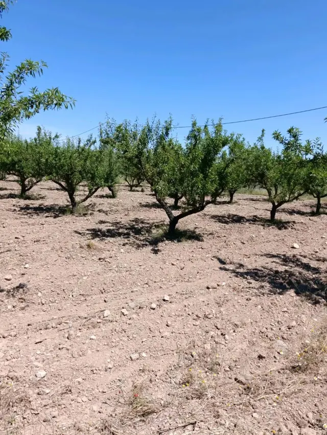 “Terreno rústico de 6.681 m2 en Cehegín – Paraje El Chaparral” — 7