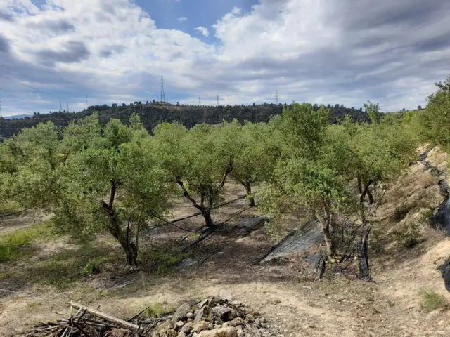 OPORTUNIDAD FINCA RUSTICA DE REGADIO CON CASA DE CAMPO EQUIPADA EN ASCO — 26