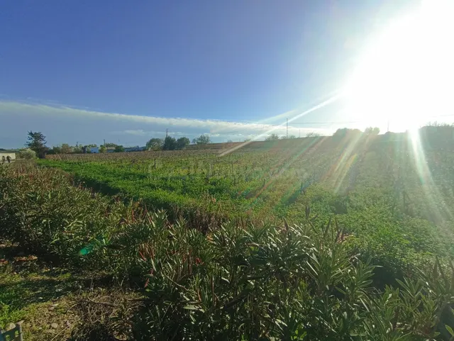 Finca vinícola casa a rehabilitar - foto 4