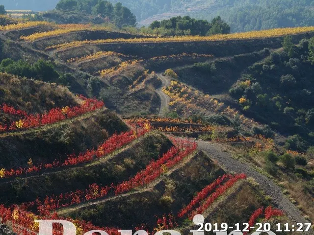 BODEGA CON VIÑEDOS, 25 HECTÁREAS — 8