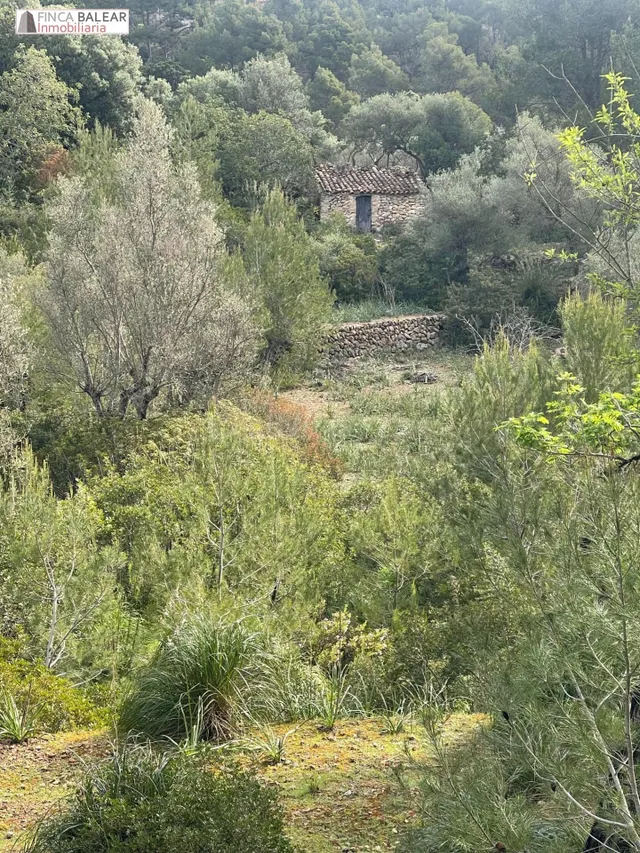 TERRENO RUSTICO EN GALILEA CON CASITA DE APEROS DE 20 M2 POR - foto 3