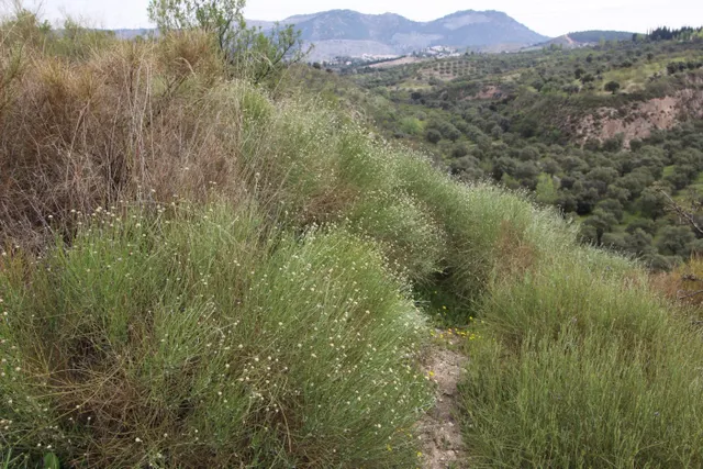 FINCA EN CORTIJO SAN JERÓNIMO (BARTODANO) — 41
