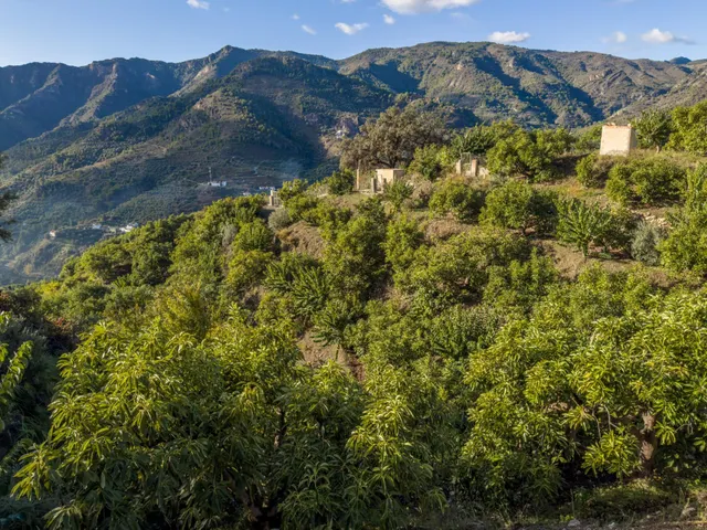 Finca rústica de AGUACATES con CONTRUCCIÓN de 37 m2 en Los Guájares (Faragüit) — 28