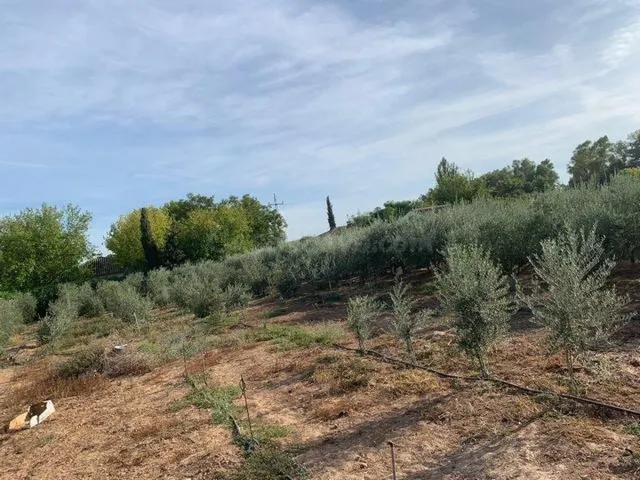ZONA ALAMILLO - ESCRITURAS - Parcela de terreno de 2.500 m2  - foto 4
