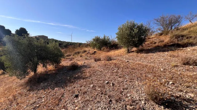 Oportunidad agrícola: Finca rústica de 2.400 m2 con olivos y almendros en producción — 8