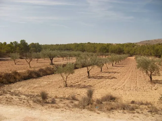 TERRENO EN SAX