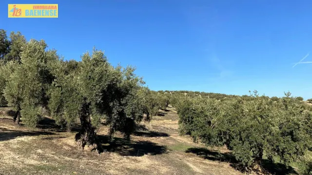 Olivar fresco en buena ubicación — 5