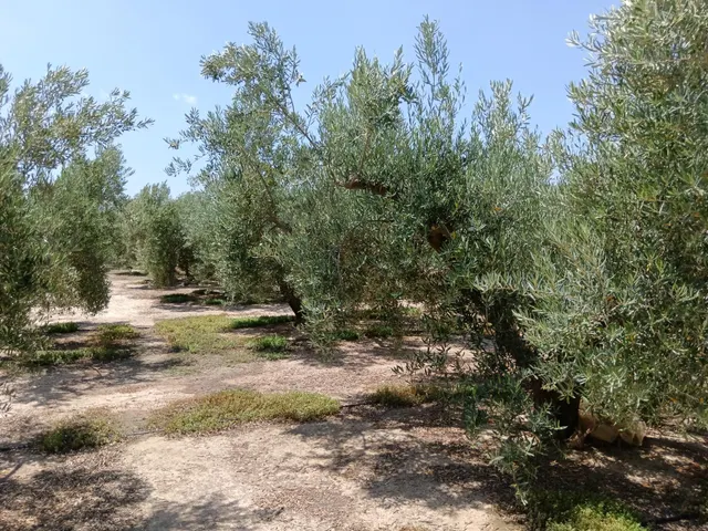 Se vende finca en Huércal-Overa, El Saltador!!!! - foto 4