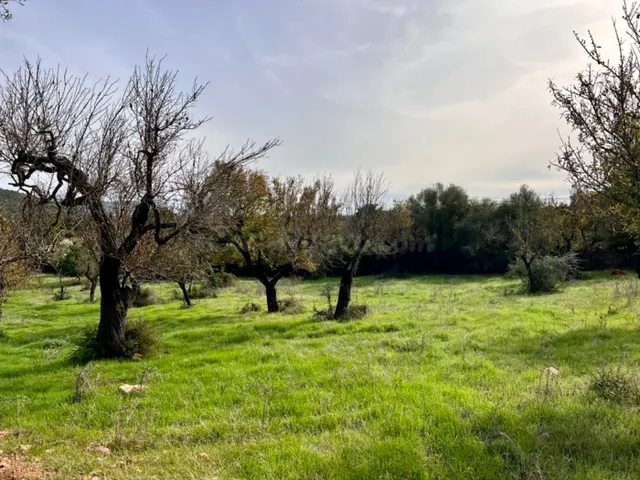 Finca rústica Campanet — 3