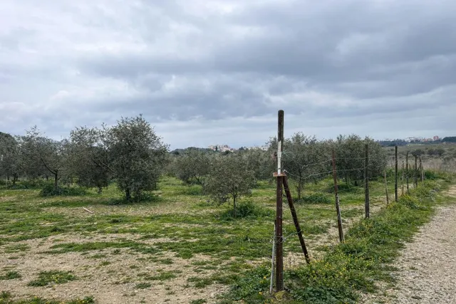 Terreno vallado de 702 m2 con 30 olivos de calidad y múltipl
