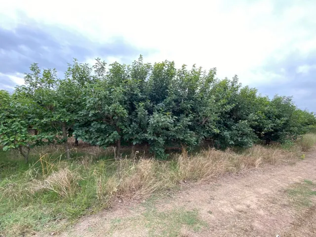 Terreno rural de kaki empeltado con manzanos - foto 4