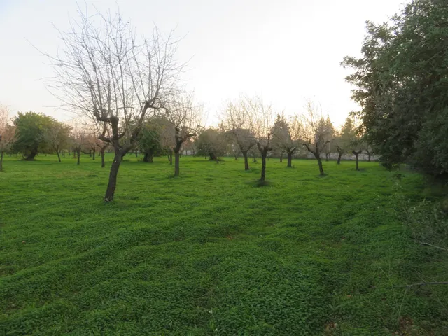 Finca rústica en venta en Selva — 7