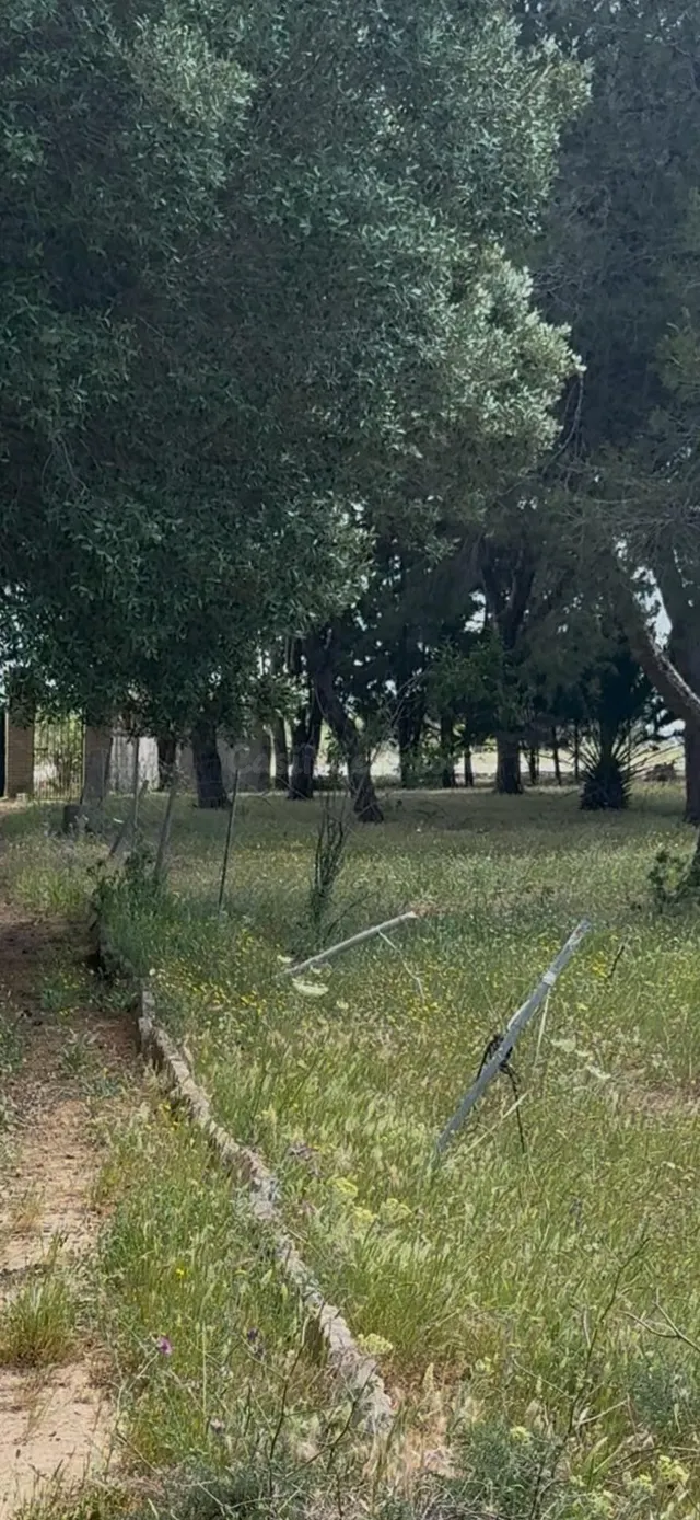 PARCELA RUSTICA NO RUBANA SEGREGADA JUNTO VENTA FLORENTINA P - foto 2