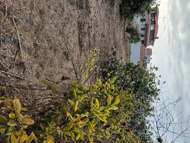 Terreno urbano de 2.500 m2 en Icod de los Vinos | oportunidad para inversores — 43