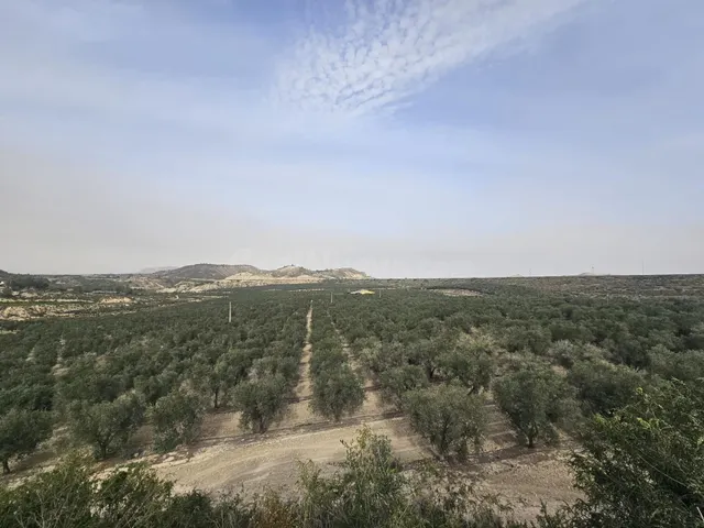 Finca con 26 hectáreas de terreno cultivado, ubicada en Torr - foto 5