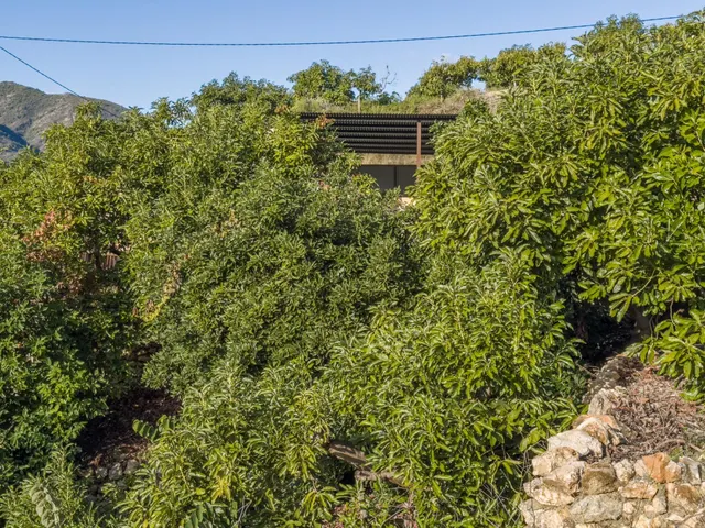 Finca rústica de AGUACATES con CONTRUCCIÓN de 37 m2 en Los Guájares (Faragüit) — 30