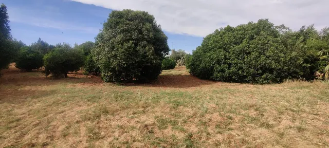 TERRENO URBANIZABLE SECTORIZADO EN ALMENSILLA — 7