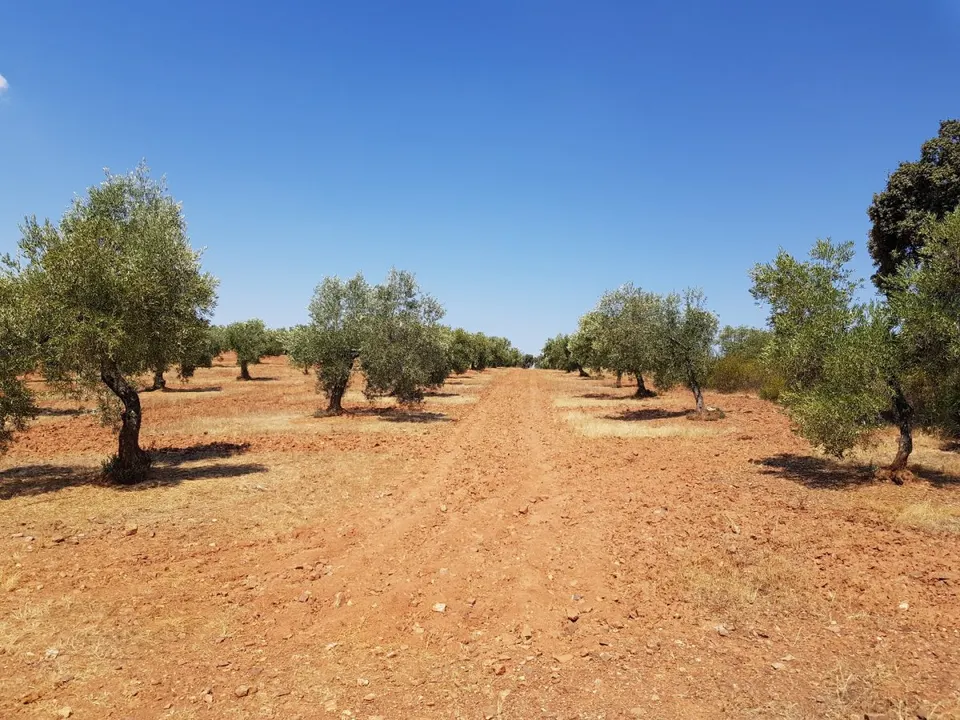 OLIVAR A LA VENTA EN VILLANUEVA DEL DUQUE