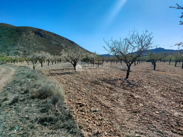SE VENDE PARCELA CON PRODUCCION DE ALMENDROS AL LADO DEL PUEBLO DE BARBARROJA — 9