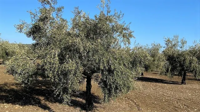 Olivar Intensivo — 3