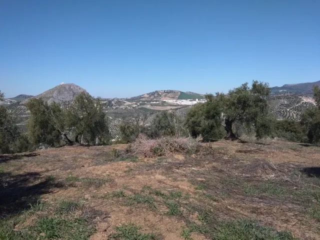 SE VENDE FINCA RUSTICA CON VIVIENDAS CERCA DE OLVERA - foto 5
