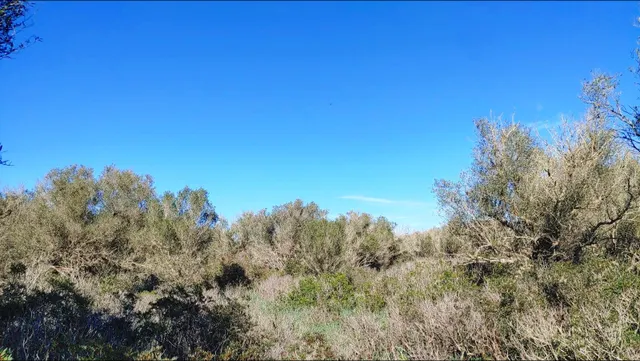 Enorme terreno boscoso con proyecto de un chalet y piscina en Felanitx, Mallorca — 20