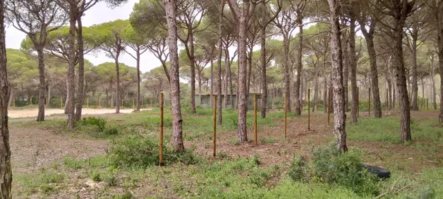 TERRENO CON CONSTRUCCIÓN EN PINAR DE HIERRO - foto 2