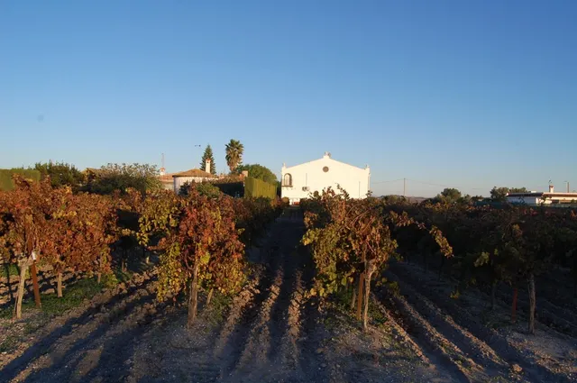 FINCA DE VIÑEDOS — 18