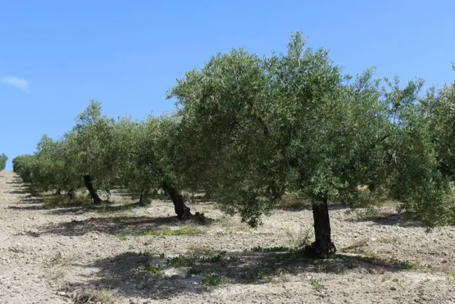 Olivar marteño a 1 pie — 4