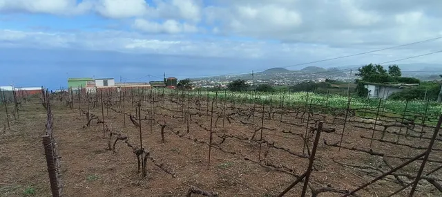Terreno con viñedos en Ravelo